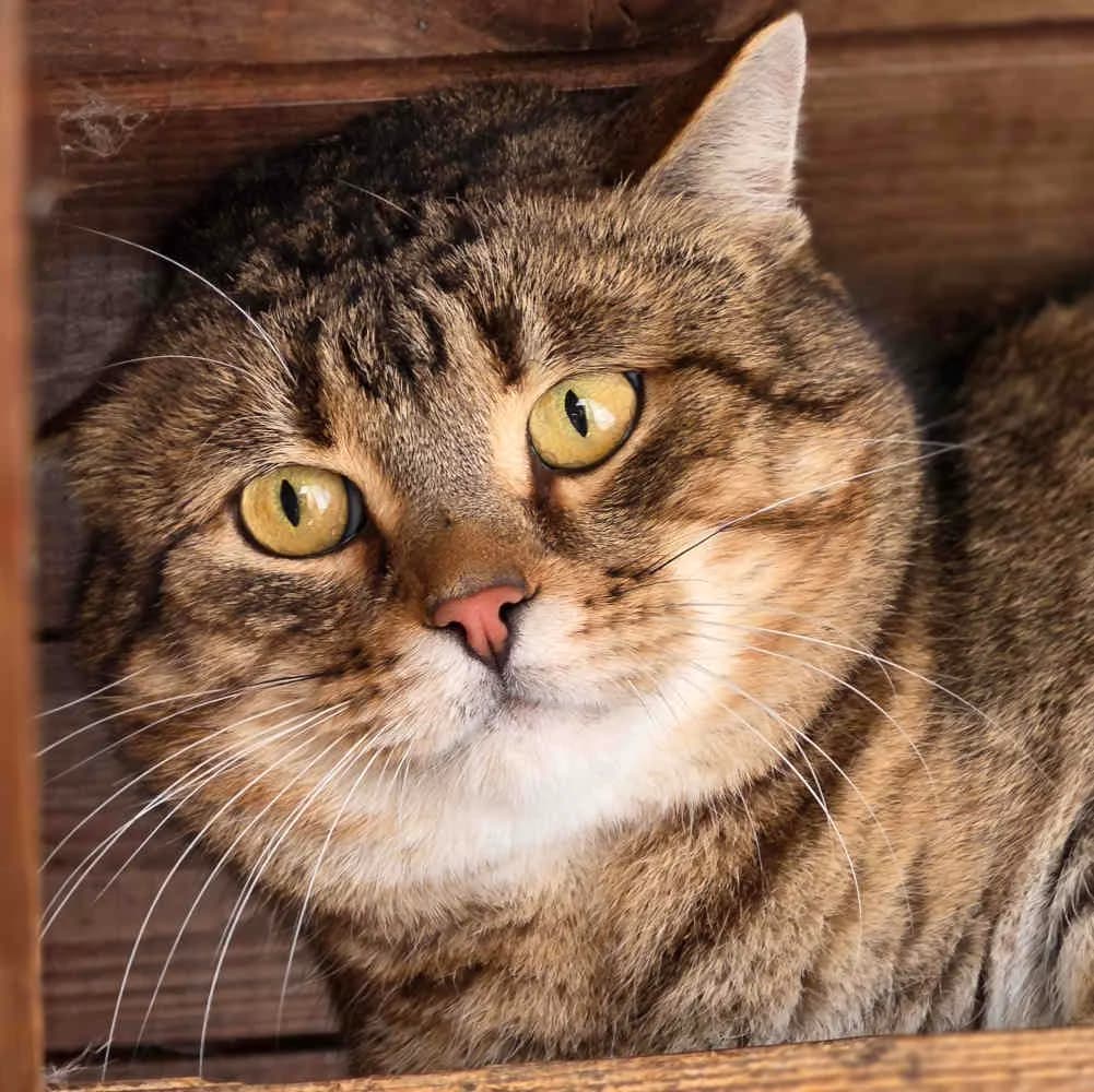Tiger,  young Mixed Breed for adoption at Tierheim Kleinheubach