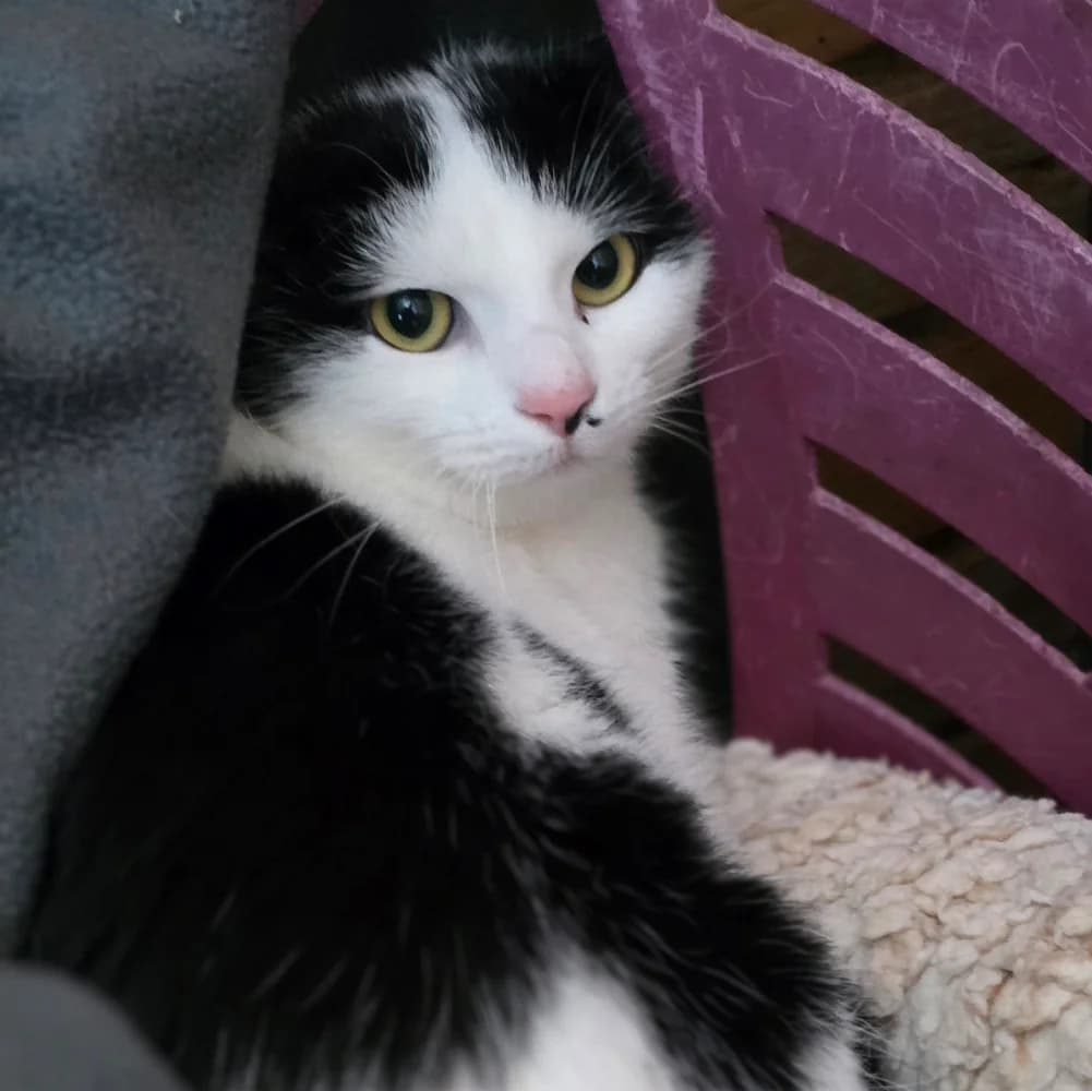 Miss Marple,  young Mixed Breed for adoption at Tierheim Kleinheubach