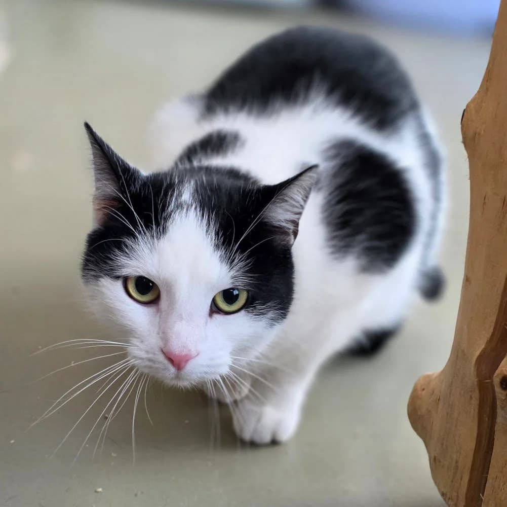 Pawcahontas,  young Mixed Breed for adoption at Tierheim Kleinheubach