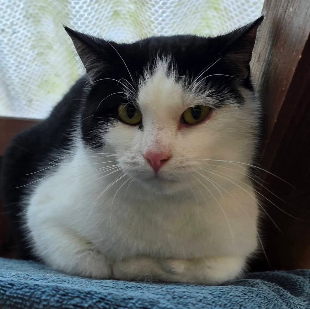 Lennard,  4yo Mixed Breed for adoption at Tierheim Kleinheubach