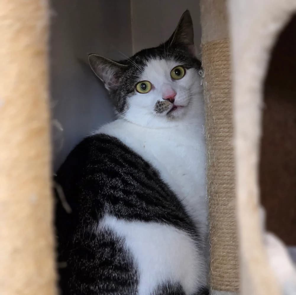 Frost,  3yo Mixed Breed for adoption at Tierheim Kleinheubach