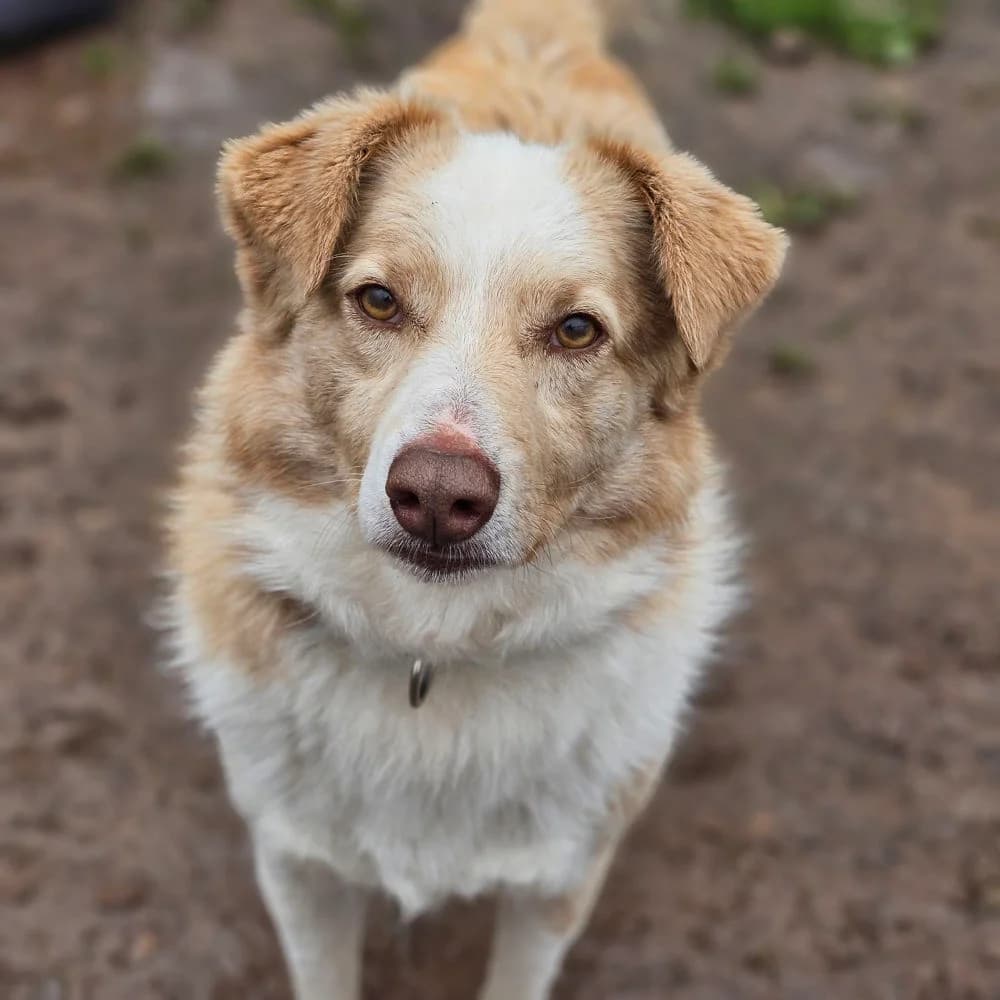 Maverick,  senior Mixed Breed for adoption at Tierheim Kleinheubach