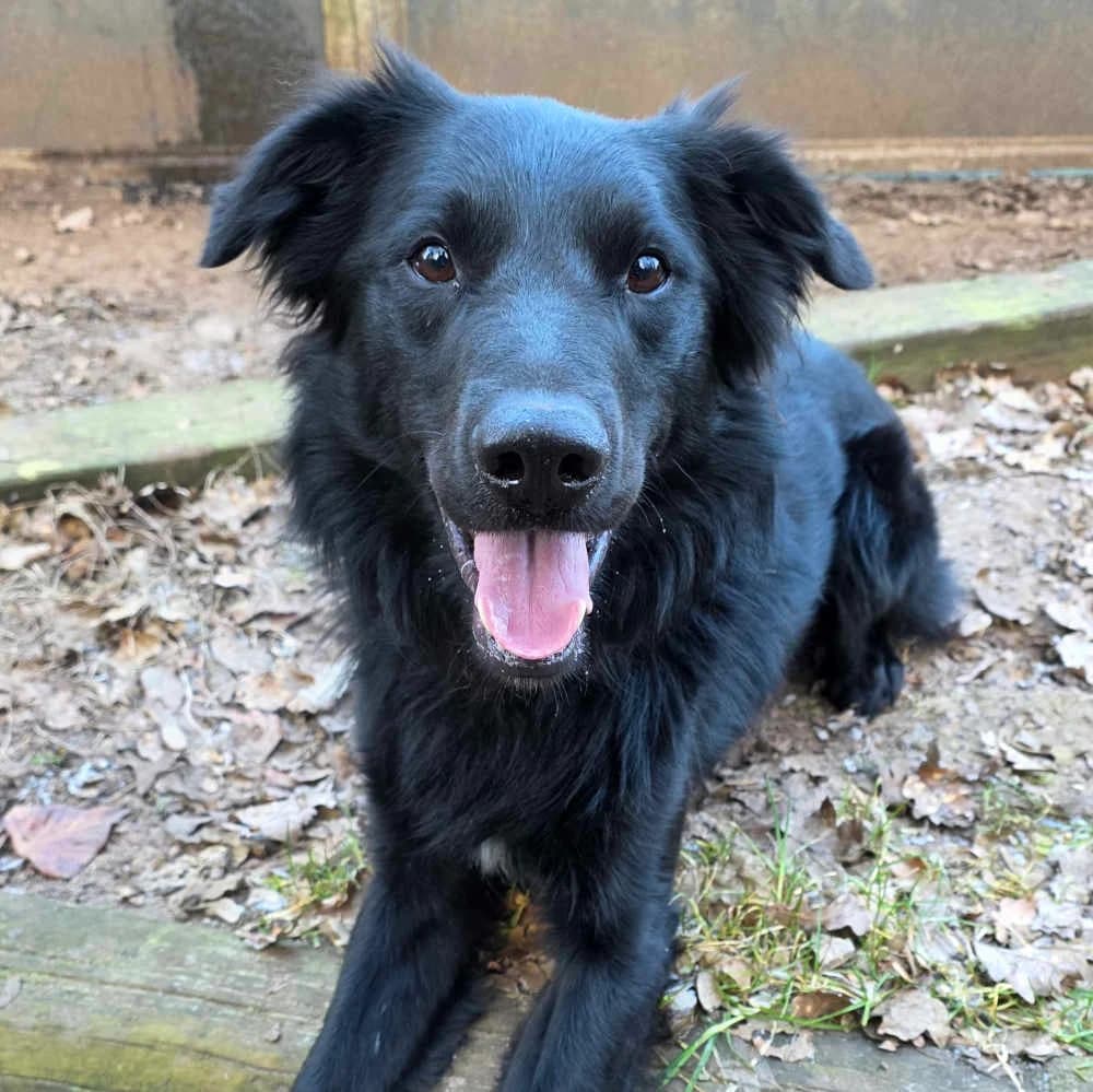 Max,  4yo Mixed Breed for adoption at Tierheim Kleinheubach
