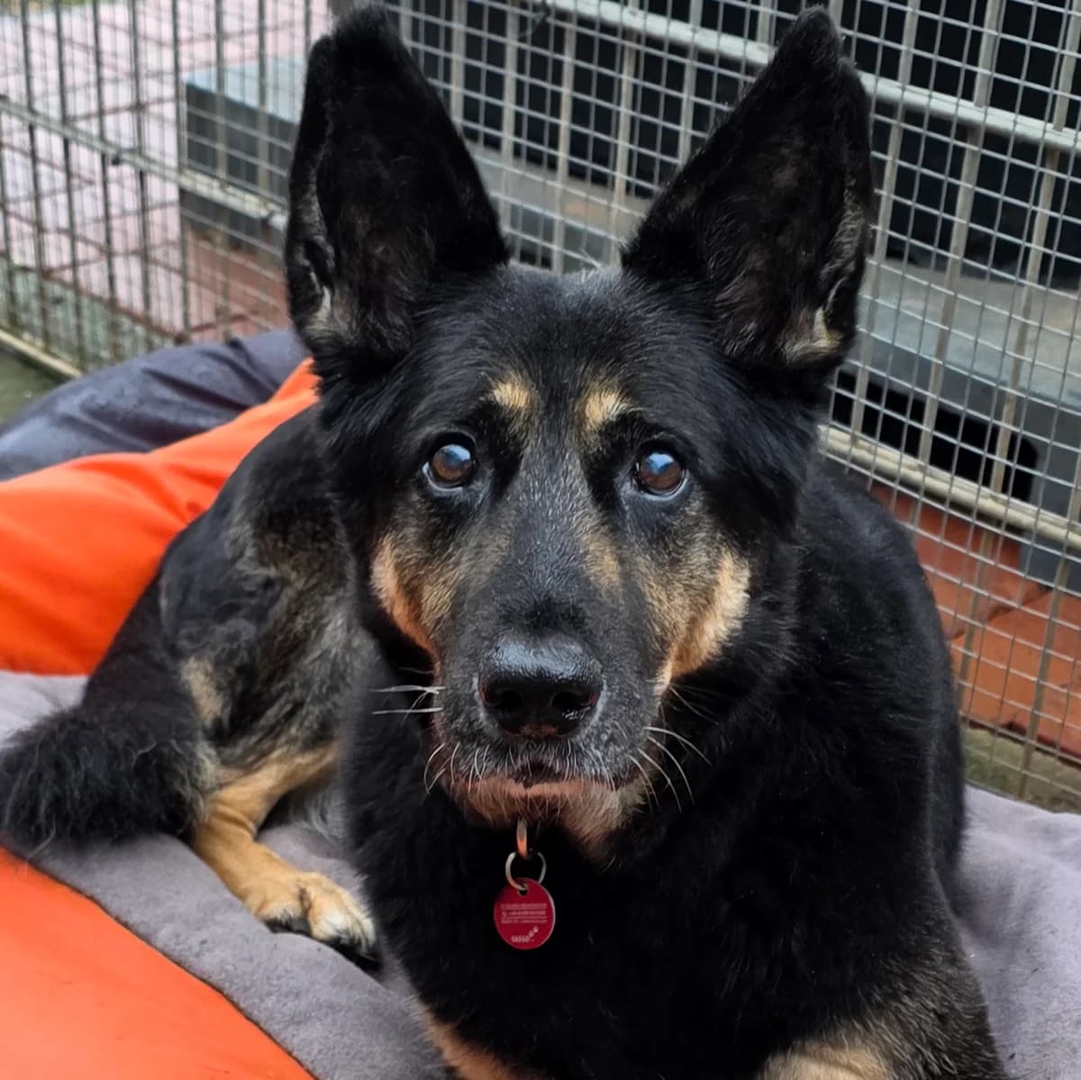 Arco,  senior Mixed Breed for adoption at Tierheim Kleinheubach