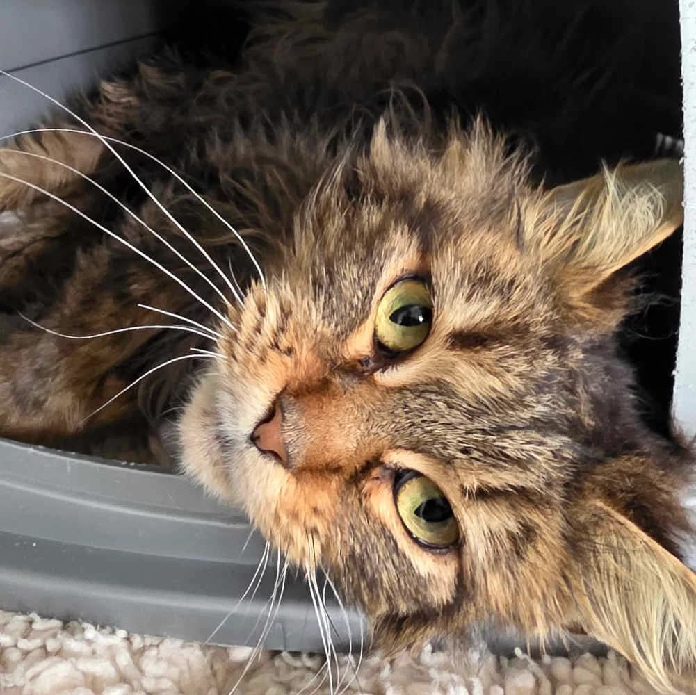 Elfie,  4yo Mixed Breed for adoption at Tierheim Kleinheubach