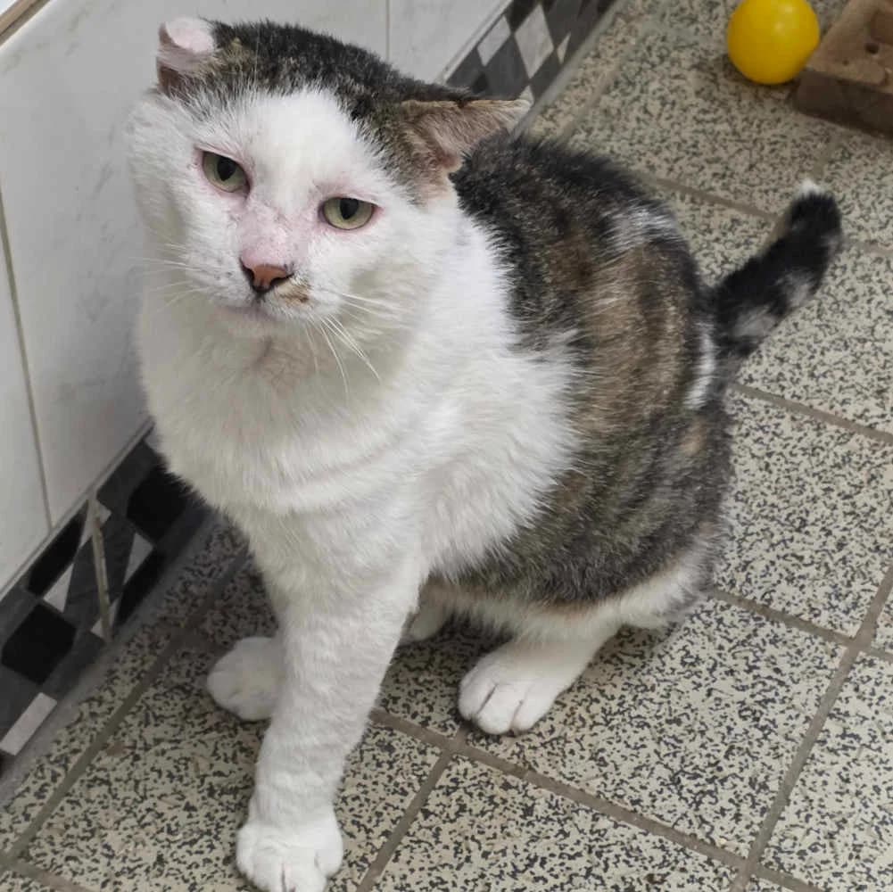 Manni, male 7yo Mixed Breed for adoption at Tierheim Kleinheubach