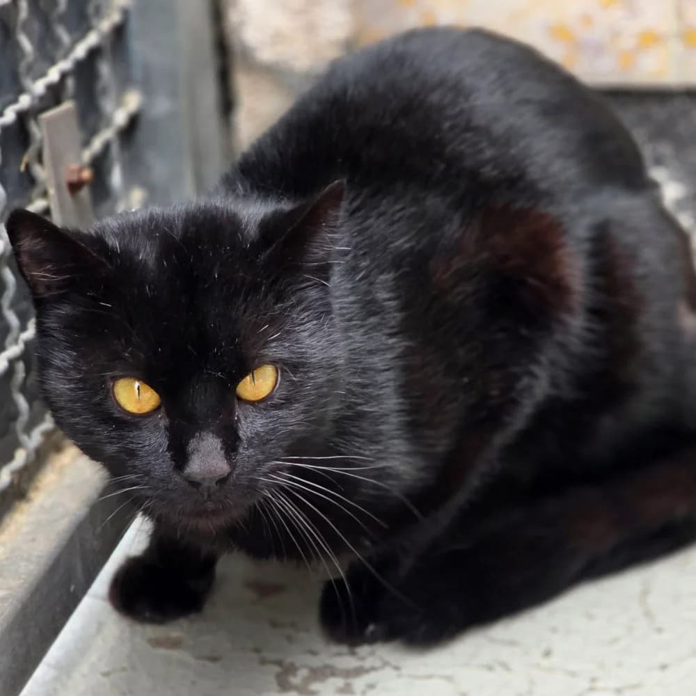 Salem,  5yo Mixed Breed for adoption at Tierheim Kleinheubach