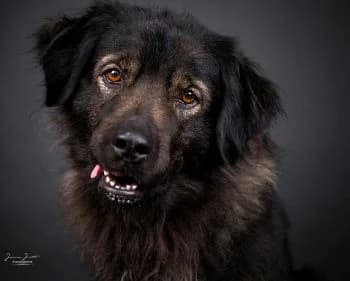 Maja,  mixed breed for adoption at Tierheim Koblenz, Koblenz — photo 2 of 11