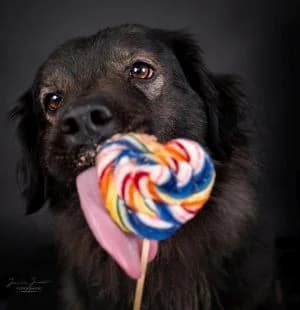 Maja,  mixed breed for adoption at Tierheim Koblenz, Koblenz — photo 3 of 11