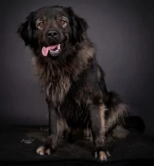 Maja,  mixed breed for adoption at Tierheim Koblenz, Koblenz — photo 4 of 11