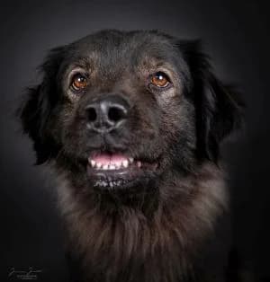 Maja,  mixed breed for adoption at Tierheim Koblenz, Koblenz — photo 5 of 11