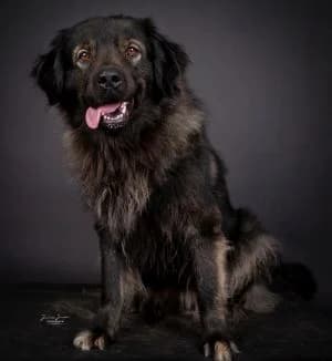 Maja,  mixed breed for adoption at Tierheim Koblenz, Koblenz — photo 6 of 11