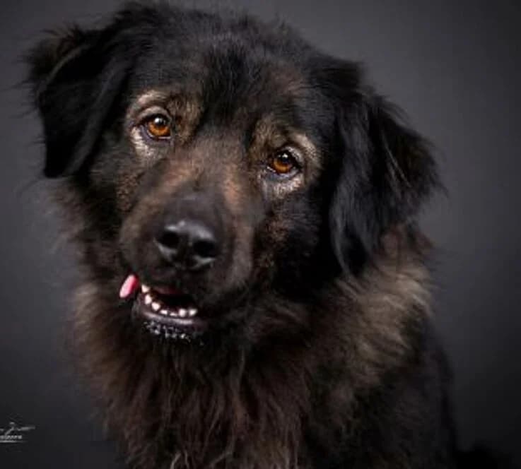 Maja,  mixed breed for adoption at Tierheim Koblenz, Koblenz — photo 7 of 11