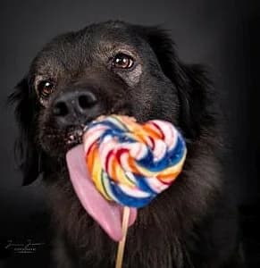 Maja,  mixed breed for adoption at Tierheim Koblenz, Koblenz — photo 8 of 11