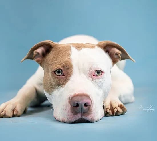 Nemo,  mixed breed for adoption at Tierheim Koblenz, Koblenz