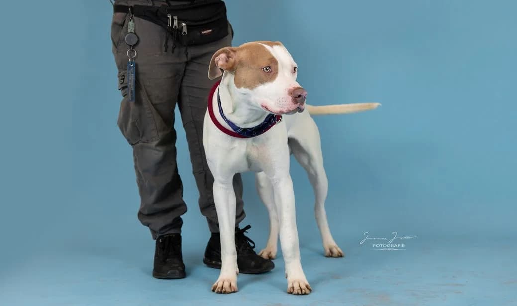 Nemo,  mixed breed for adoption at Tierheim Koblenz, Koblenz — photo 4 of 10