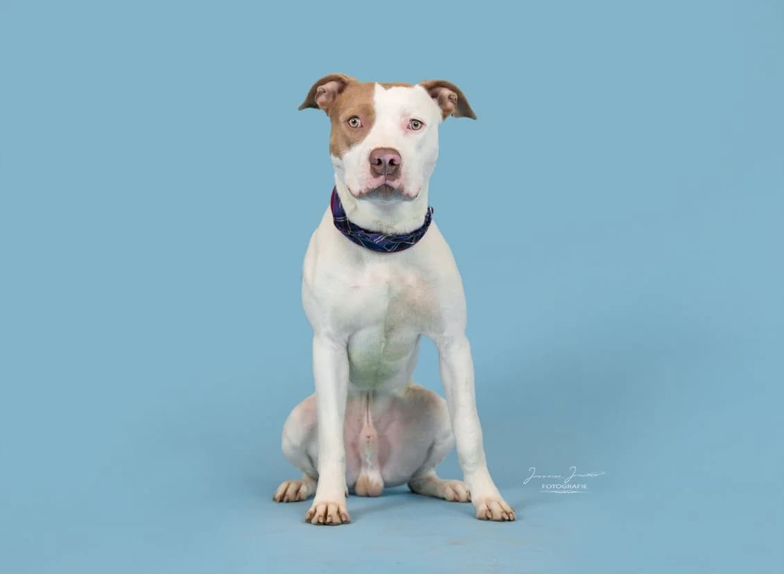 Nemo,  mixed breed for adoption at Tierheim Koblenz, Koblenz — photo 5 of 10