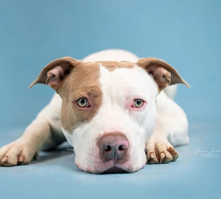 Nemo,  mixed breed for adoption at Tierheim Koblenz, Koblenz — photo 6 of 10