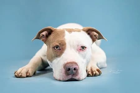 Nemo,  mixed breed for adoption at Tierheim Koblenz, Koblenz — photo 7 of 10