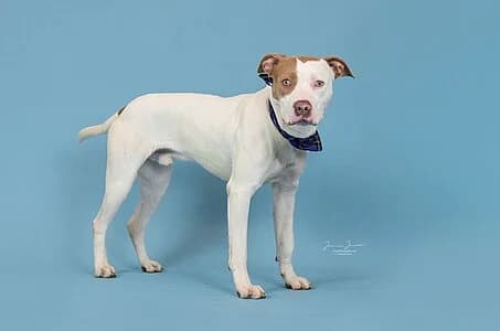 Nemo,  mixed breed for adoption at Tierheim Koblenz, Koblenz — photo 8 of 10