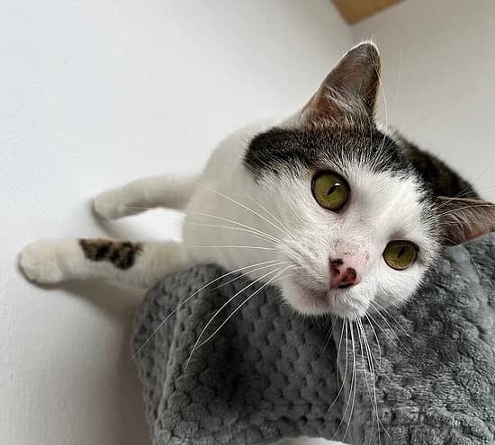 Android, female European Shorthair for adoption at Tierheim Koblenz, Koblenz