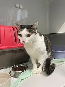 Android, female European Shorthair for adoption at Tierheim Koblenz, Koblenz — photo 6 of 8