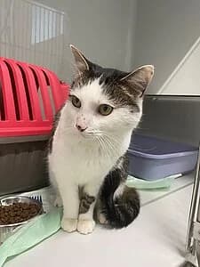 Android, female European Shorthair for adoption at Tierheim Koblenz, Koblenz — photo 7 of 8