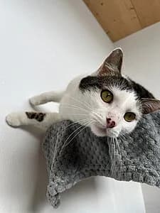 Android, female European Shorthair for adoption at Tierheim Koblenz, Koblenz — photo 8 of 8