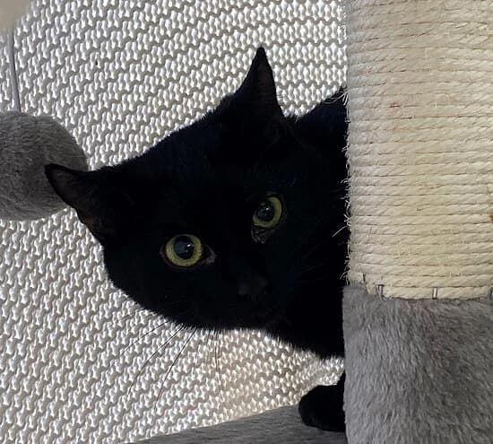 Clover, female young European Shorthair for adoption at Tierheim Koblenz, Koblenz