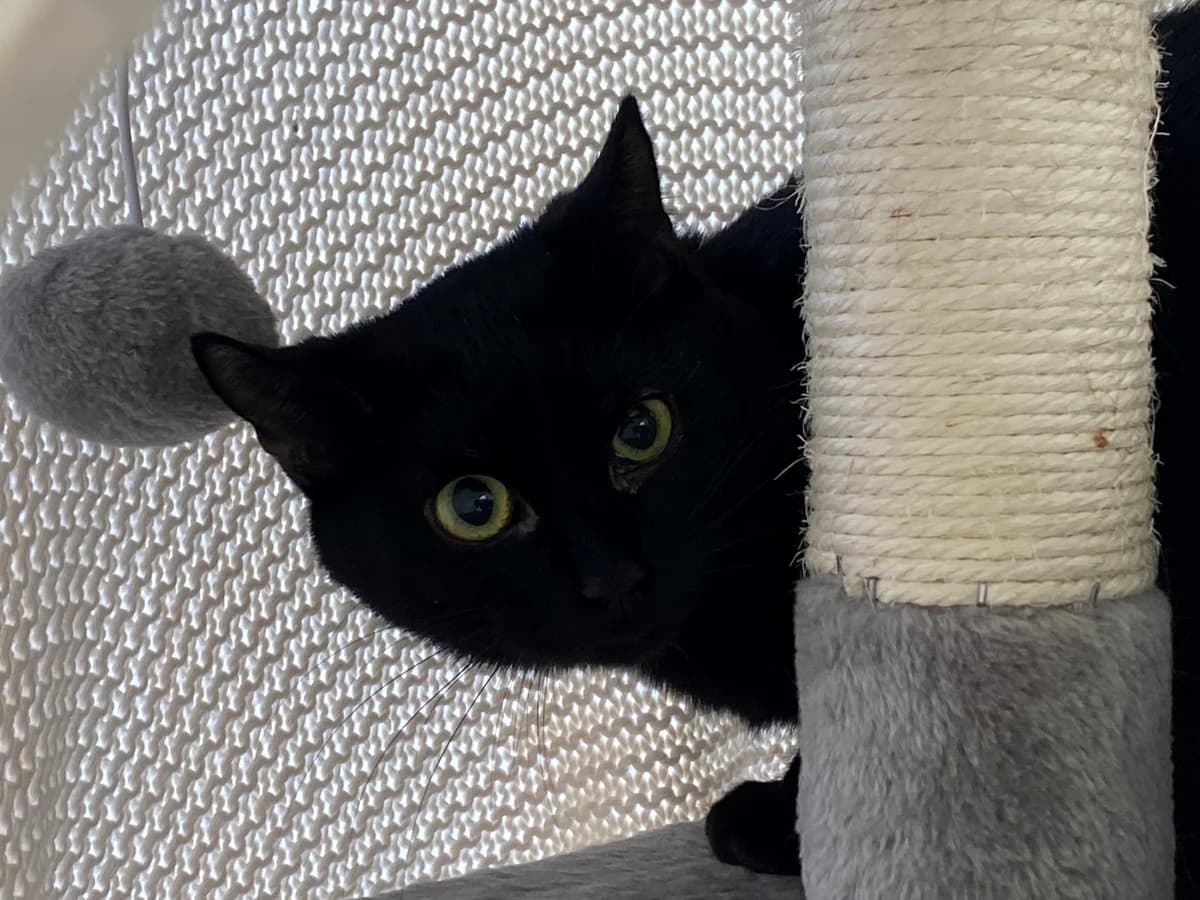 Clover, female European Shorthair for adoption at Tierheim Koblenz, Koblenz — photo 2 of 6