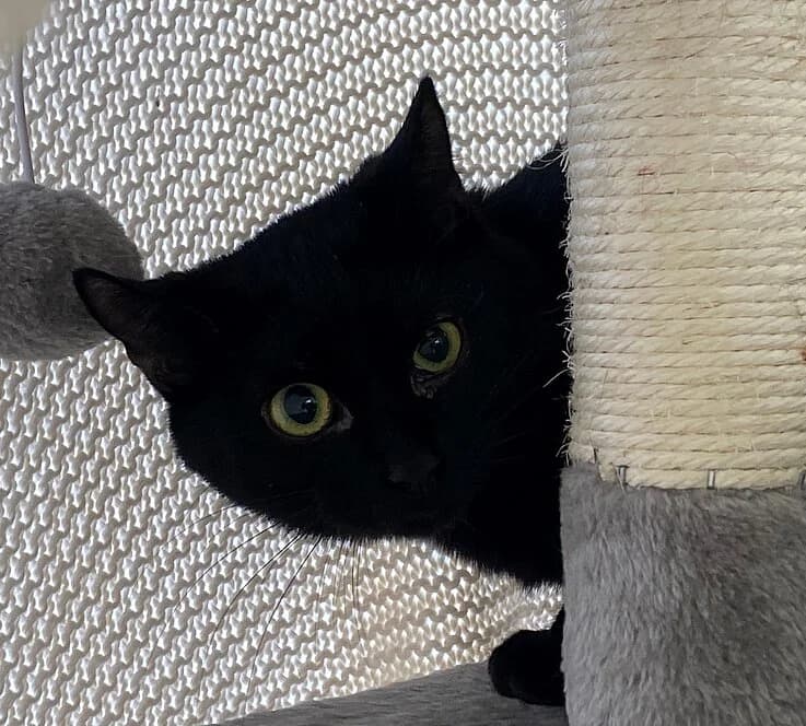 Clover, female European Shorthair for adoption at Tierheim Koblenz, Koblenz — photo 4 of 6