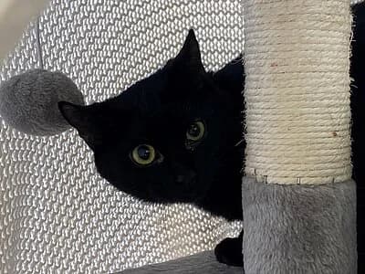 Clover, female European Shorthair for adoption at Tierheim Koblenz, Koblenz — photo 5 of 6