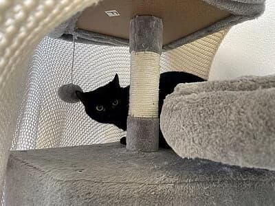 Clover, female European Shorthair for adoption at Tierheim Koblenz, Koblenz — photo 6 of 6