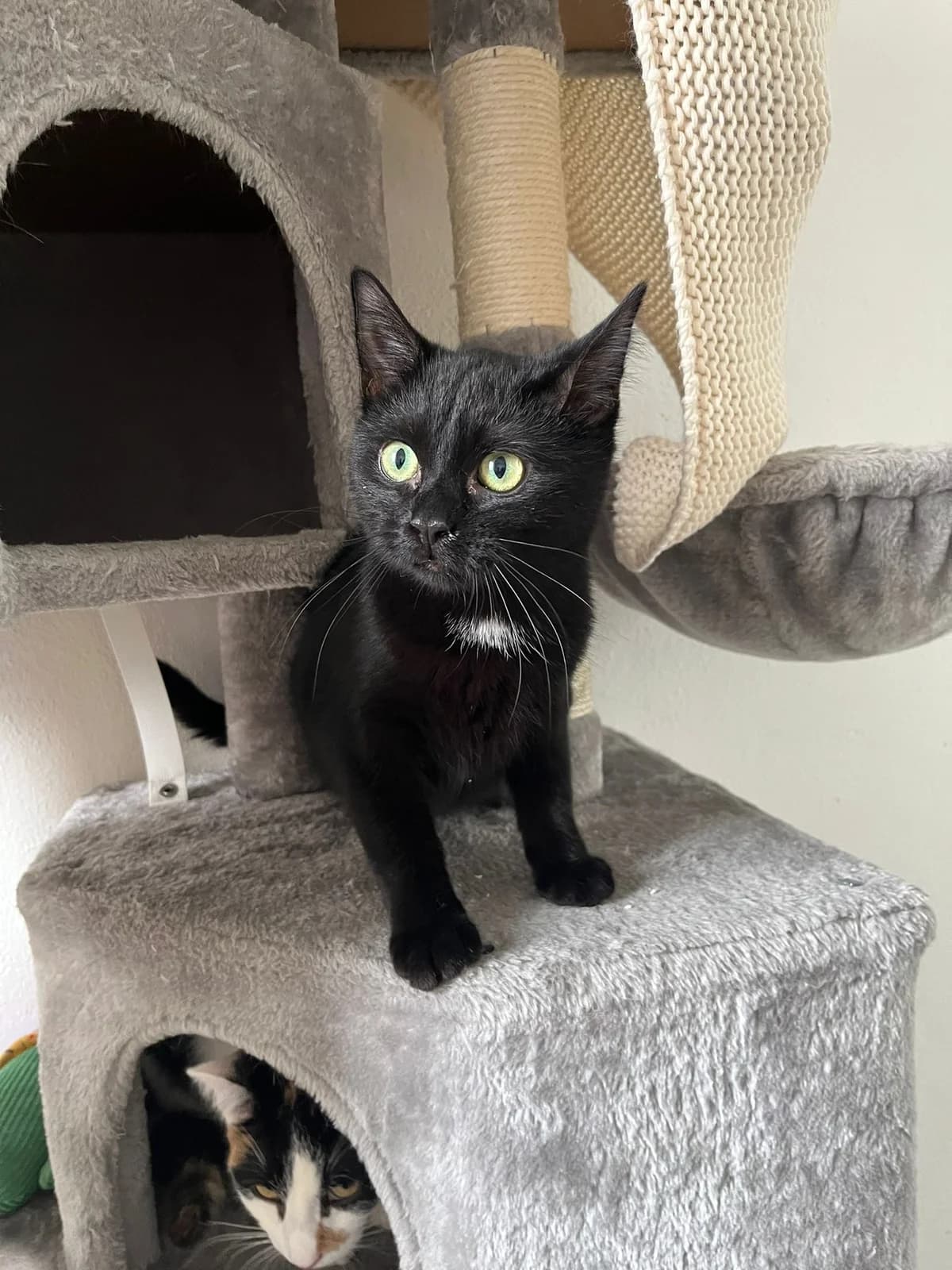 Cooper, female European Shorthair for adoption at Tierheim Koblenz, Koblenz — photo 2 of 10