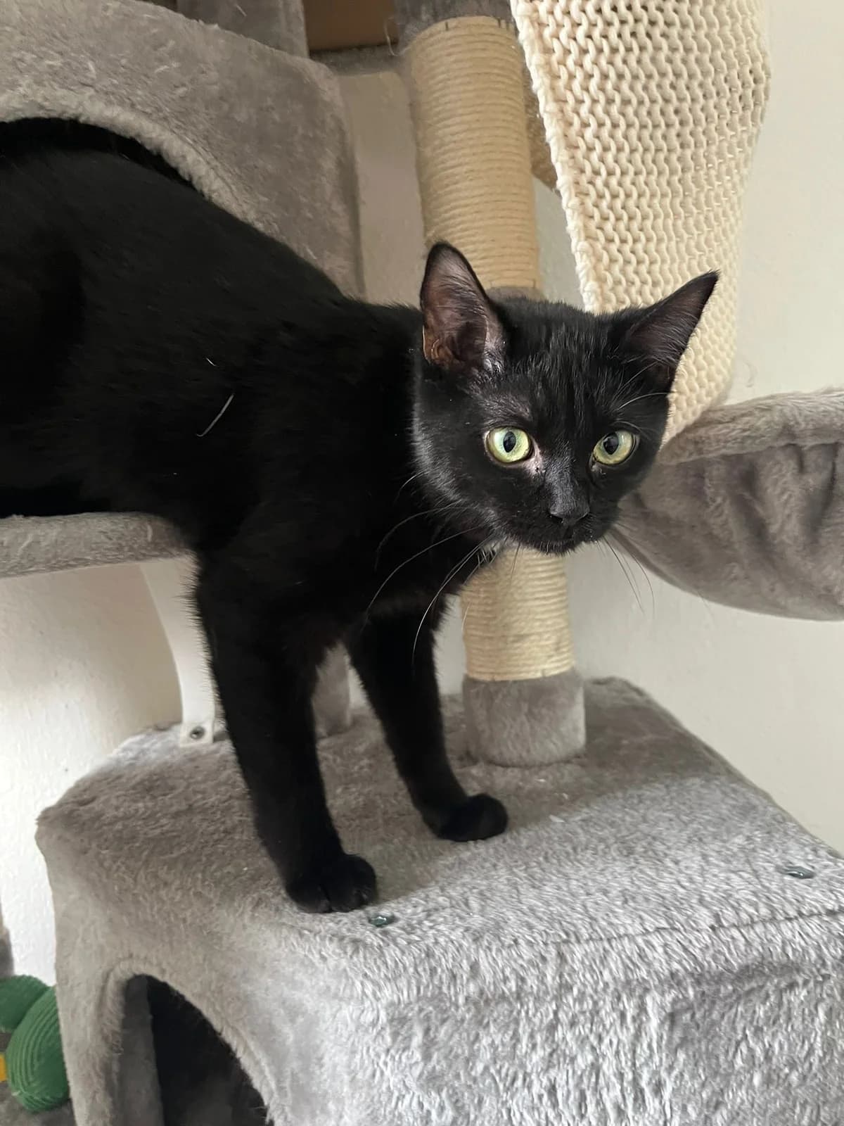 Cooper, female European Shorthair for adoption at Tierheim Koblenz, Koblenz — photo 3 of 10