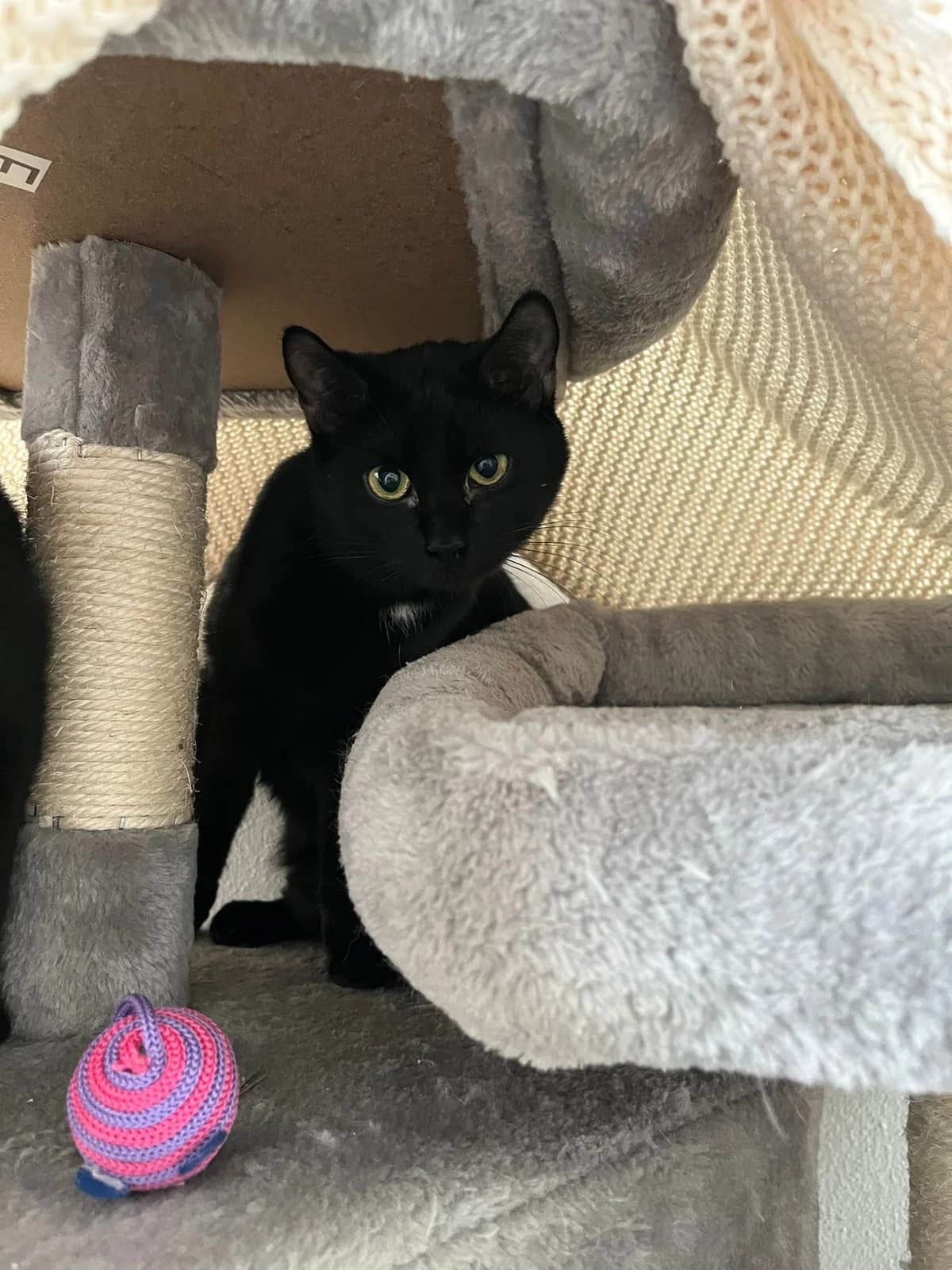 Cooper, female European Shorthair for adoption at Tierheim Koblenz, Koblenz — photo 4 of 10