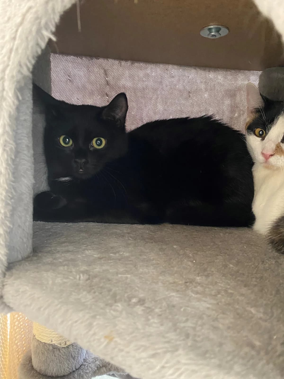 Cooper, female European Shorthair for adoption at Tierheim Koblenz, Koblenz — photo 5 of 10