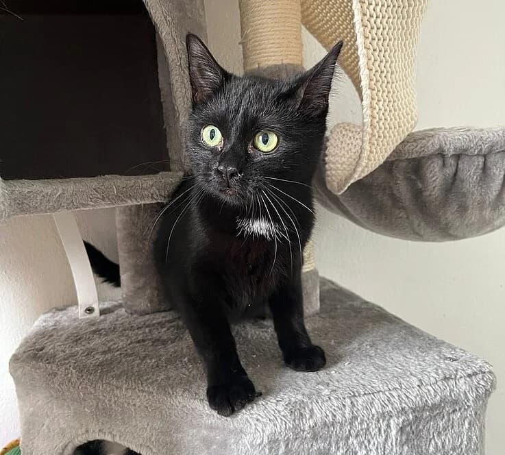 Cooper, female European Shorthair for adoption at Tierheim Koblenz, Koblenz — photo 6 of 10