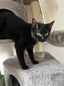 Cooper, female European Shorthair for adoption at Tierheim Koblenz, Koblenz — photo 7 of 10