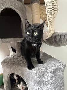 Cooper, female European Shorthair for adoption at Tierheim Koblenz, Koblenz