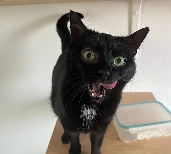 Ahsoka, female European Shorthair for adoption at Tierheim Koblenz, Koblenz