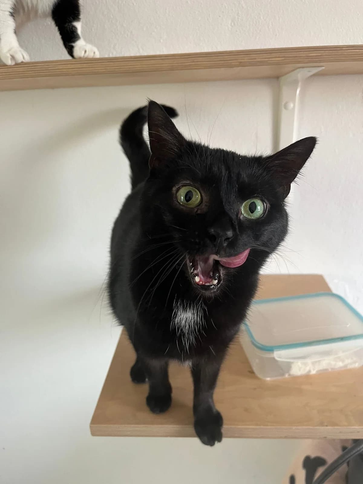 Ahsoka, female European Shorthair for adoption at Tierheim Koblenz, Koblenz — photo 2 of 12