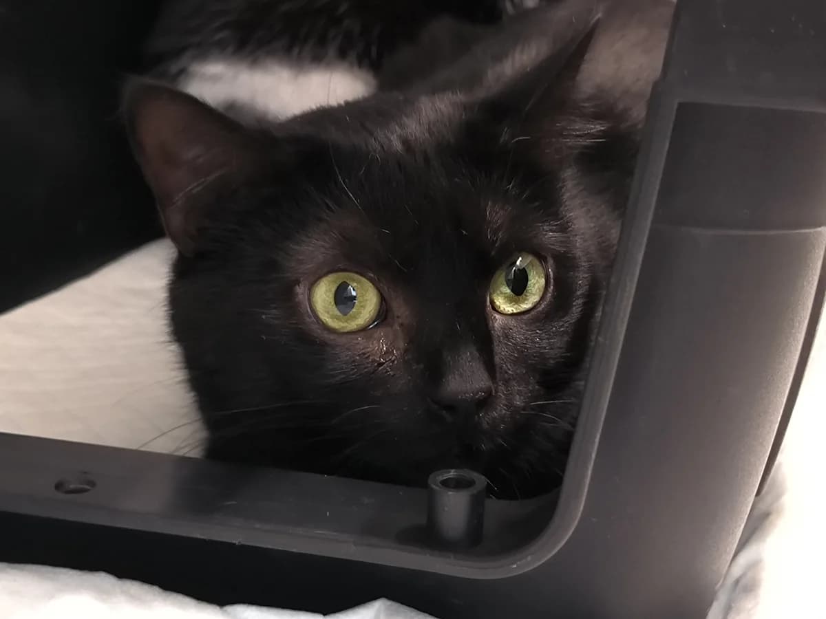 Ahsoka, female European Shorthair for adoption at Tierheim Koblenz, Koblenz — photo 3 of 12