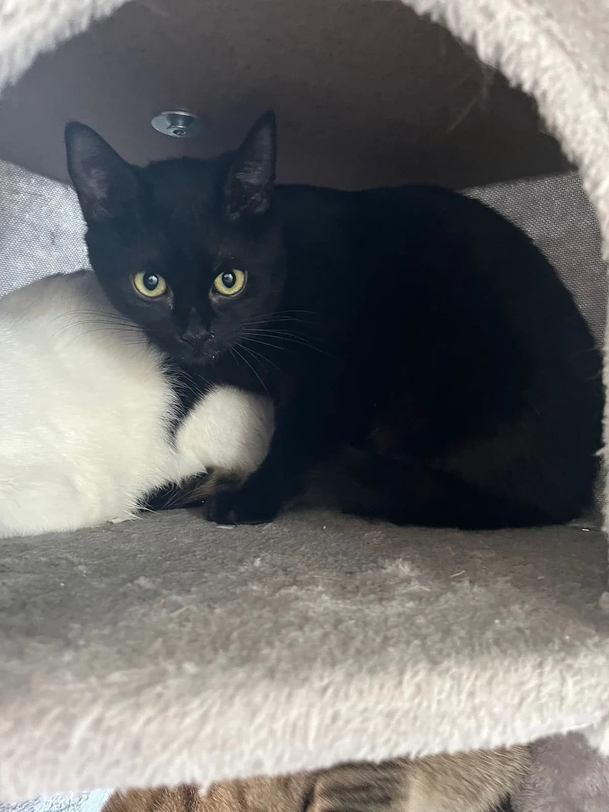 Ahsoka, female European Shorthair for adoption at Tierheim Koblenz, Koblenz — photo 4 of 12