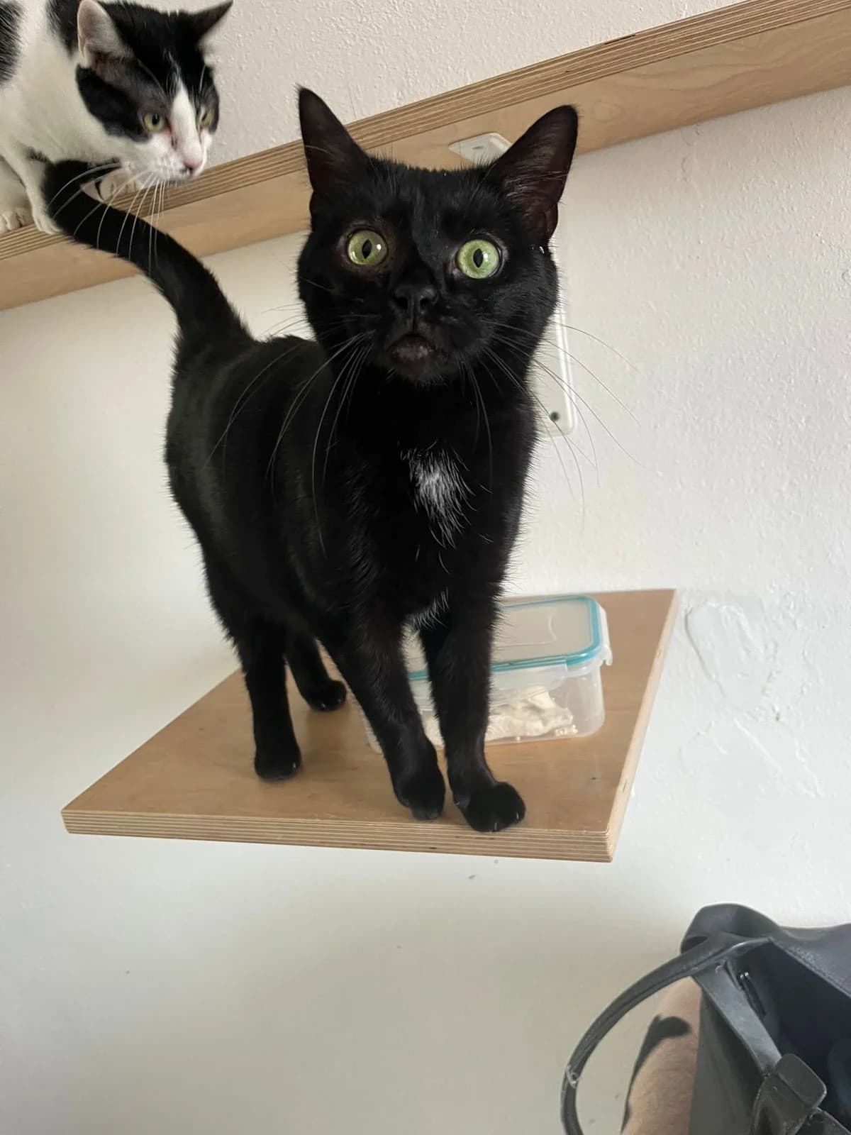 Ahsoka, female European Shorthair for adoption at Tierheim Koblenz, Koblenz — photo 5 of 12