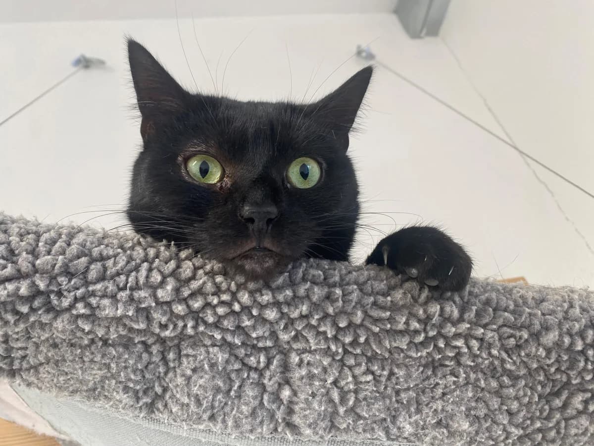 Ahsoka, female European Shorthair for adoption at Tierheim Koblenz, Koblenz — photo 6 of 12