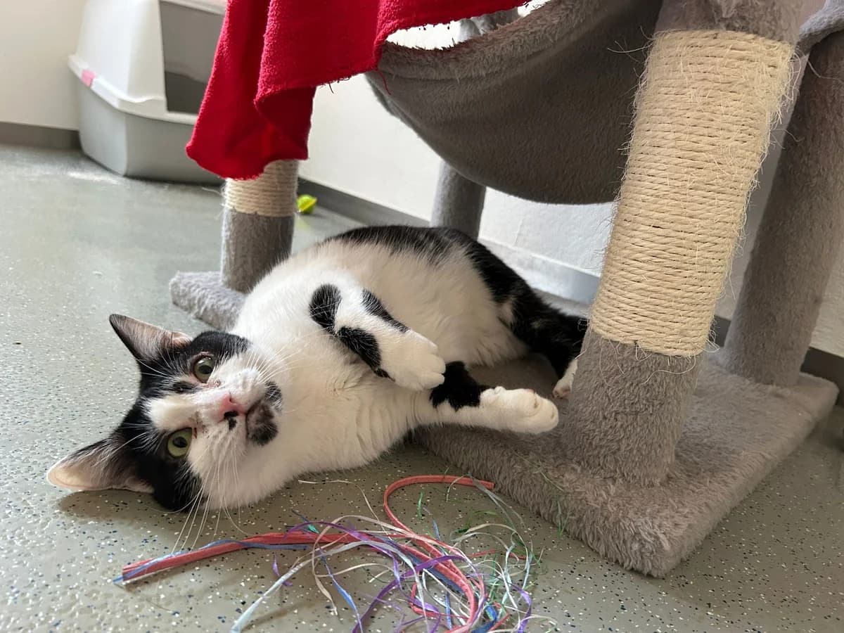 Leia, female European Shorthair for adoption at Tierheim Koblenz, Koblenz — photo 2 of 8