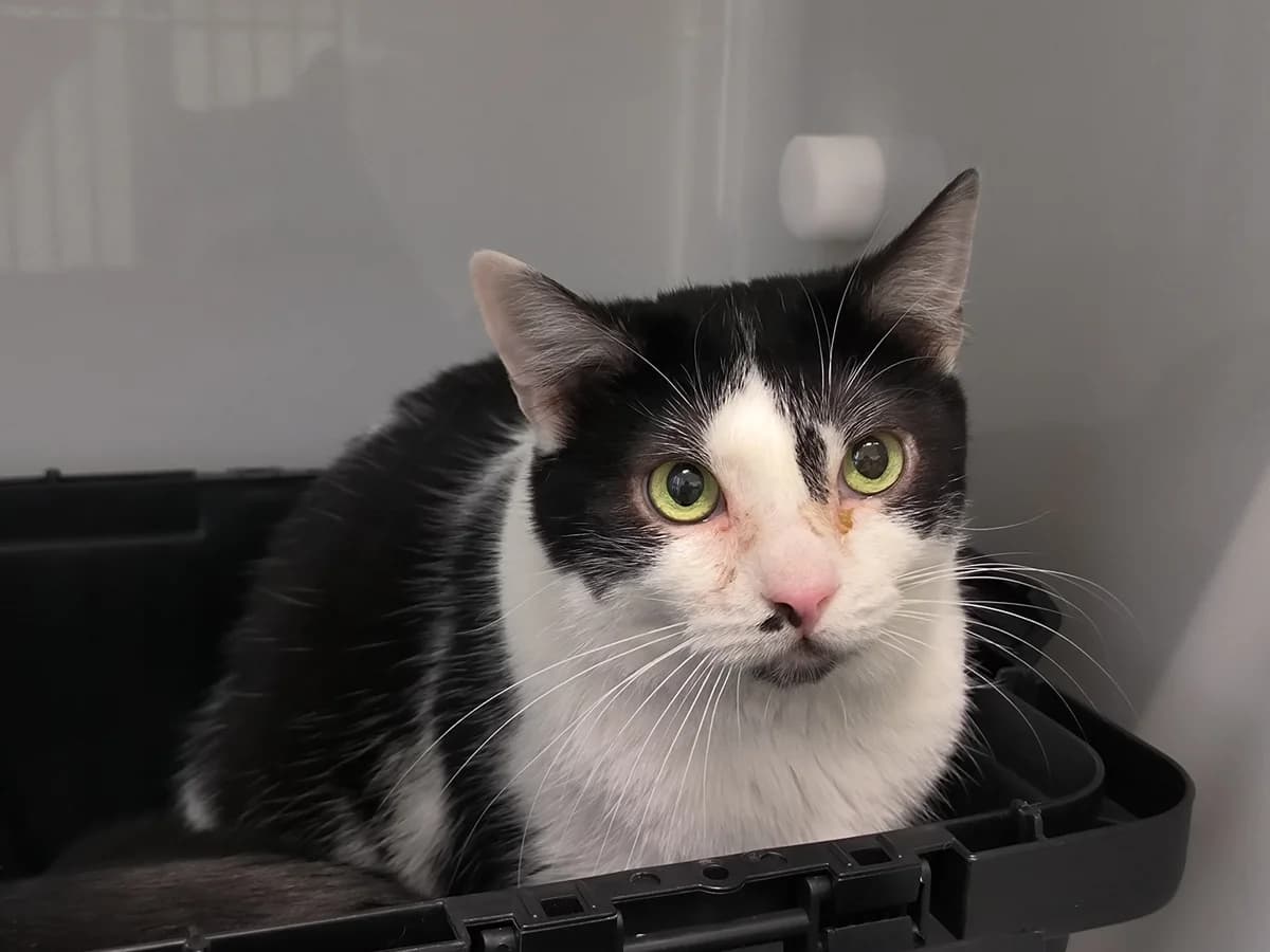 Leia, female European Shorthair for adoption at Tierheim Koblenz, Koblenz — photo 3 of 8