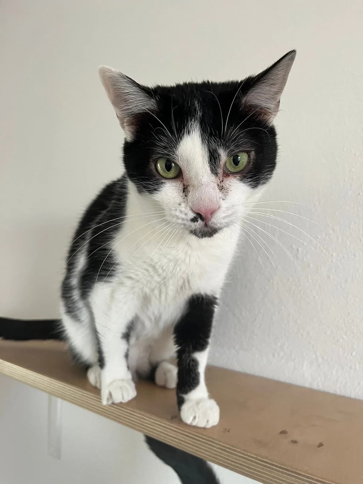 Leia, female European Shorthair for adoption at Tierheim Koblenz, Koblenz — photo 4 of 8
