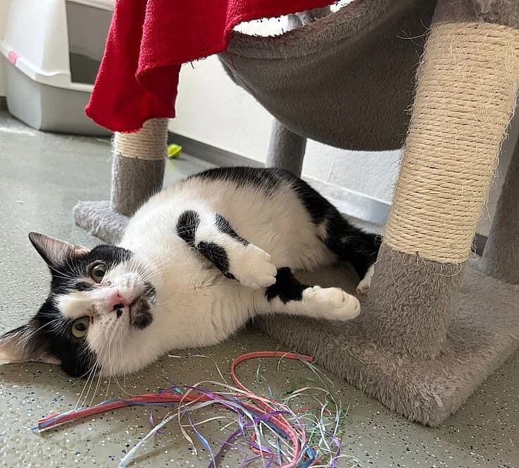 Leia, female European Shorthair for adoption at Tierheim Koblenz, Koblenz — photo 5 of 8